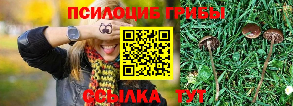 Галлюциногенные грибы Psilocybine cubensis Солнечногорск